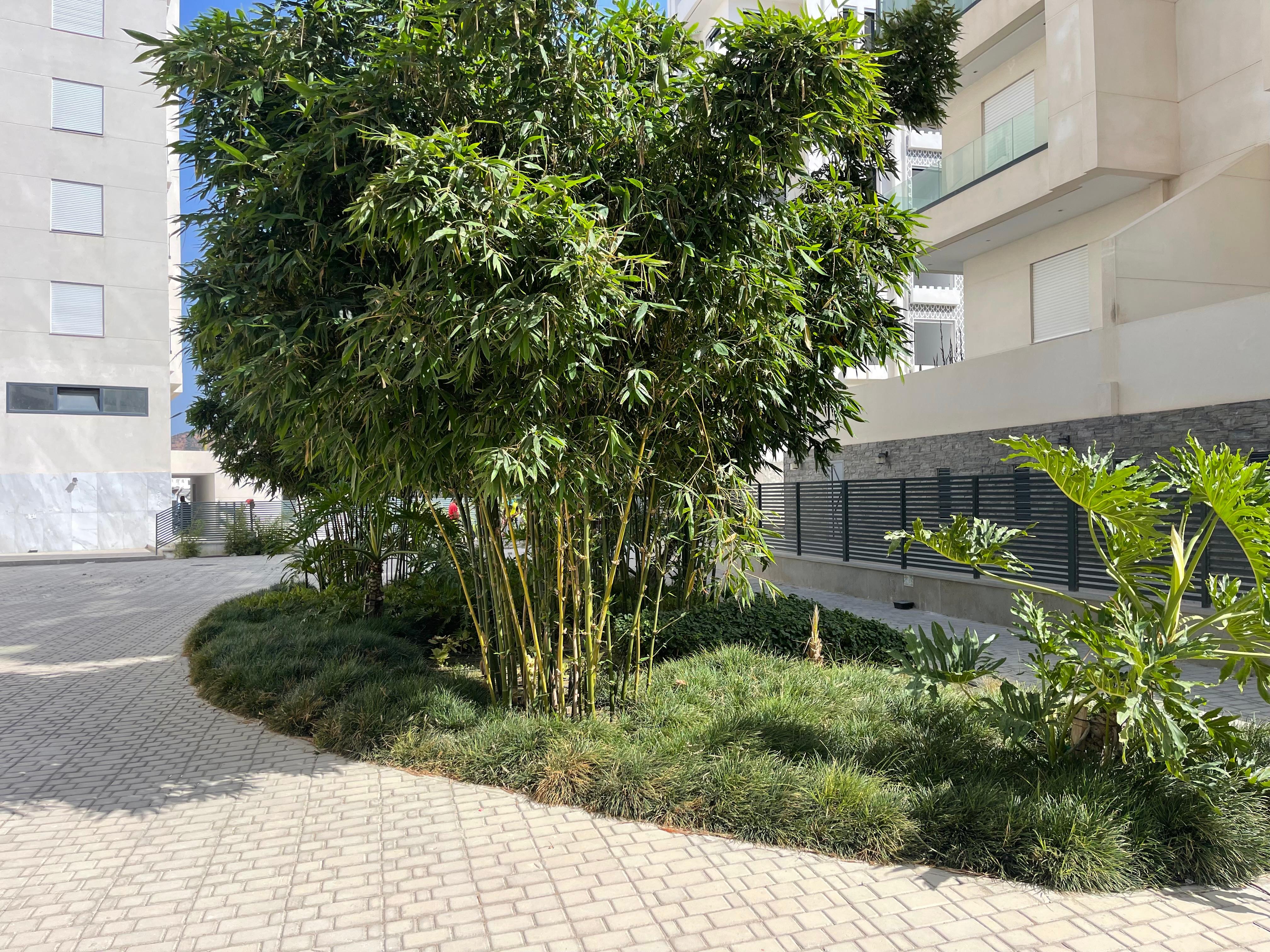 Bambou géant Bambusa oldhamii planté dans une résidence au Maroc